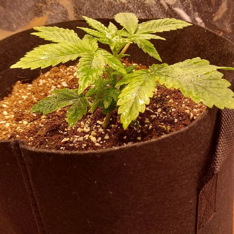 Joan NL growlog timeline photo