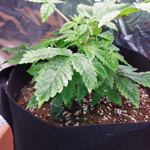 Joan NL growlog timeline photo