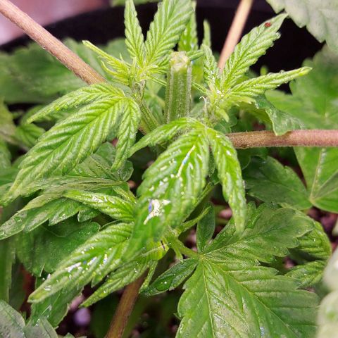 Joan NL growlog timeline photo