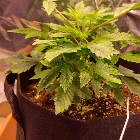 Joan NL growlog timeline photo