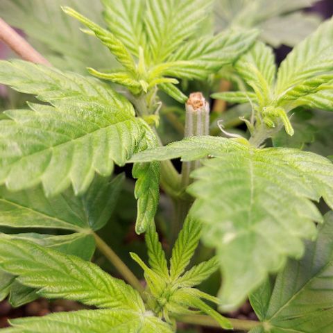 Joan NL growlog timeline photo