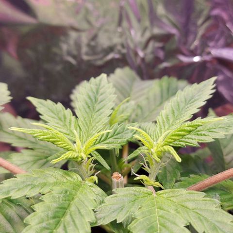 Joan NL growlog timeline photo