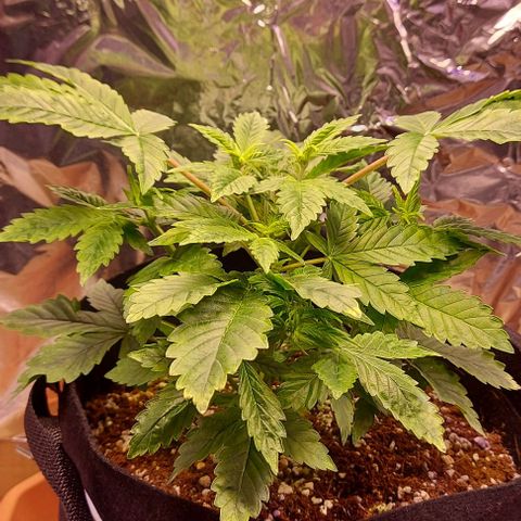 Joan NL growlog timeline photo