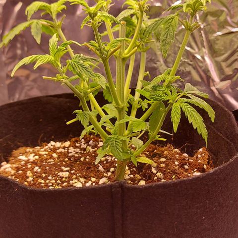 Joan NL growlog timeline photo