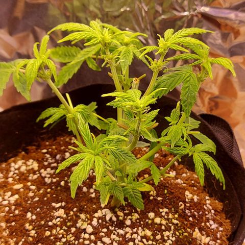Joan NL growlog timeline photo