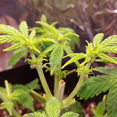 Joan NL growlog timeline photo
