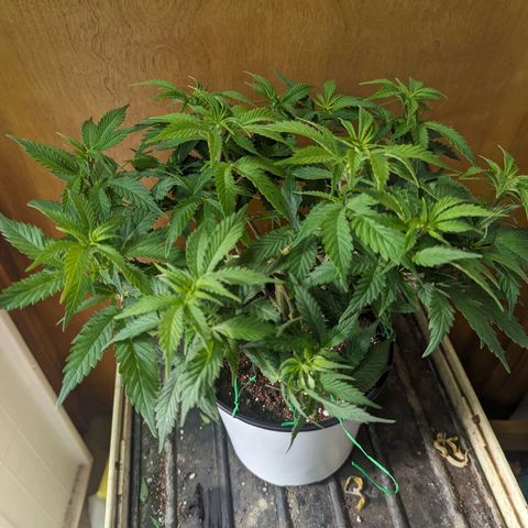 big stank growlog photo: just after lower leaf trim
