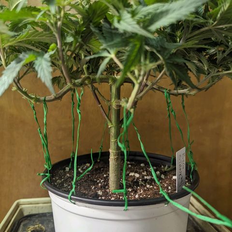 big stank growlog photo: just after lower leaf trim