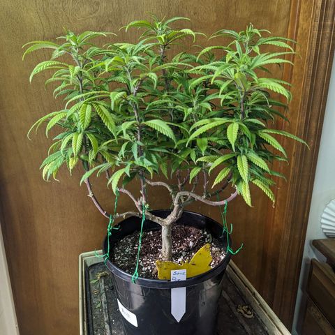 sour diesel  growlog timeline photo