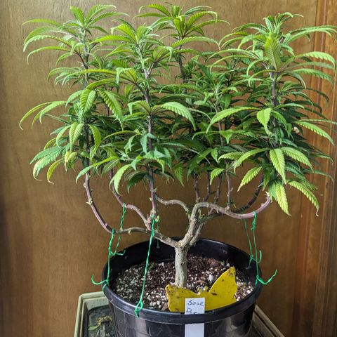 sour diesel  growlog timeline photo
