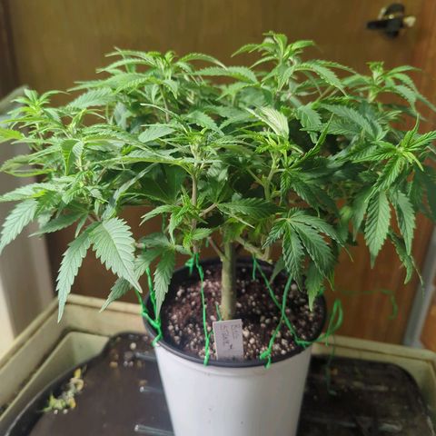 big stank growlog timeline photo