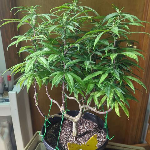 sour diesel  growlog timeline photo