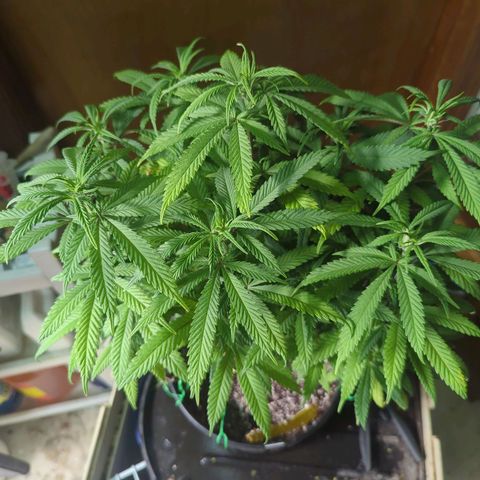 sour diesel  growlog timeline photo