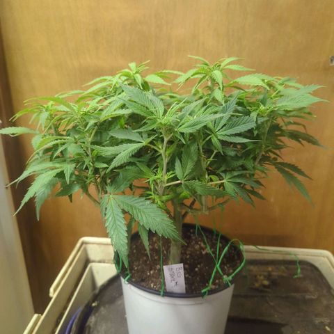 big stank growlog timeline photo
