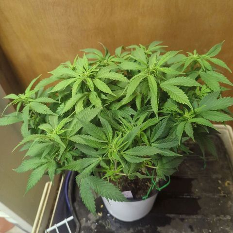 big stank growlog timeline photo