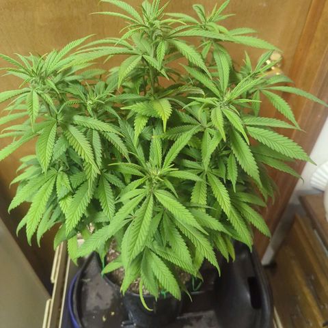 sour diesel  growlog timeline photo