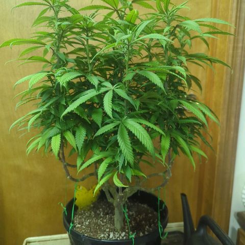 sour diesel  growlog timeline photo