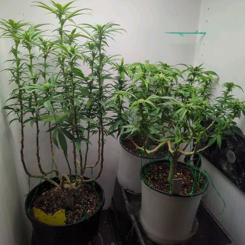 sour diesel  growlog timeline photo