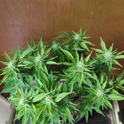 big stank growlog timeline photo