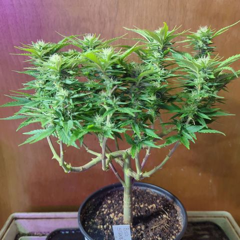 big stank growlog timeline photo
