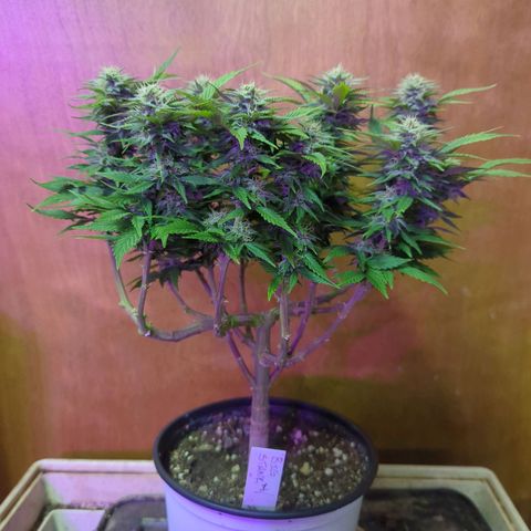 big stank growlog timeline photo