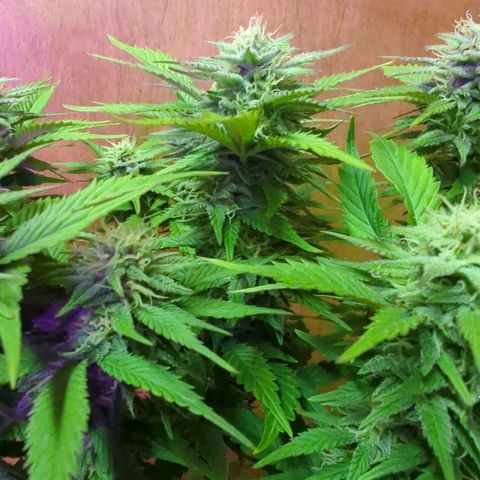 big stank growlog timeline photo