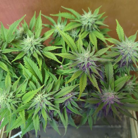 big stank growlog timeline photo