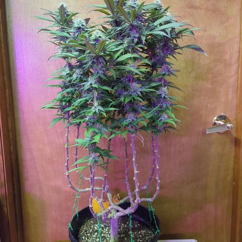 sour diesel  growlog timeline photo