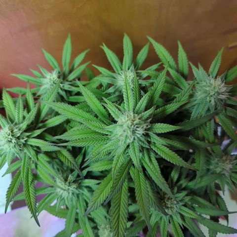 sour diesel  growlog timeline photo