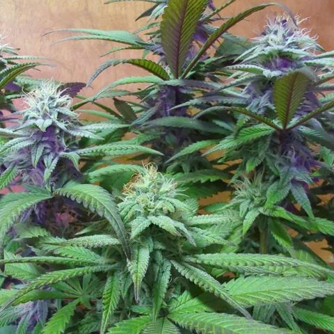 sour diesel  growlog timeline photo