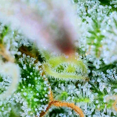 big stank growlog timeline photo