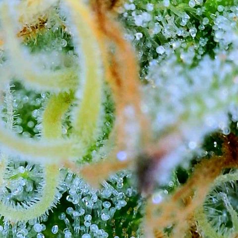 big stank growlog timeline photo