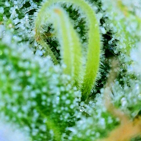 big stank growlog timeline photo