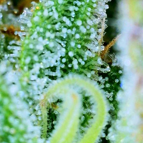 big stank growlog timeline photo