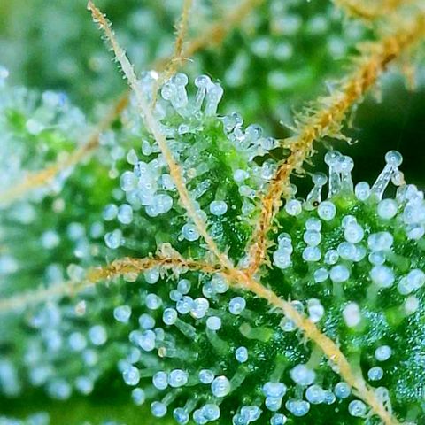 sour diesel  growlog timeline photo
