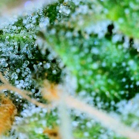 sour diesel  growlog timeline photo