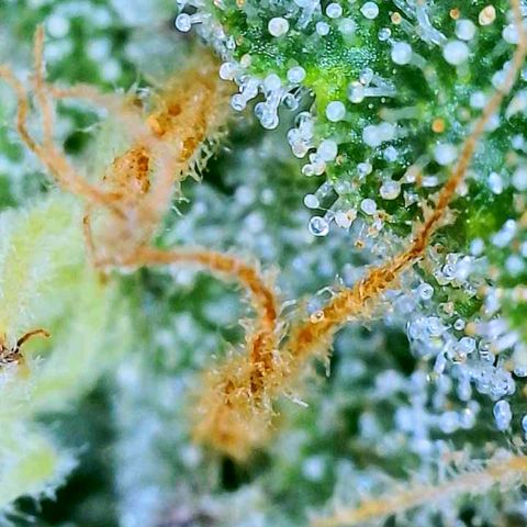 sour diesel  growlog timeline photo