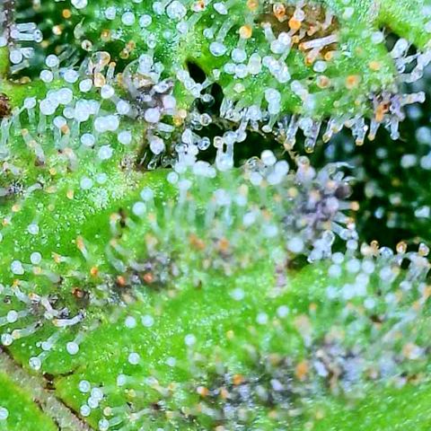 sour diesel  growlog timeline photo