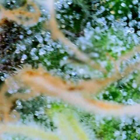 sour diesel  growlog timeline photo