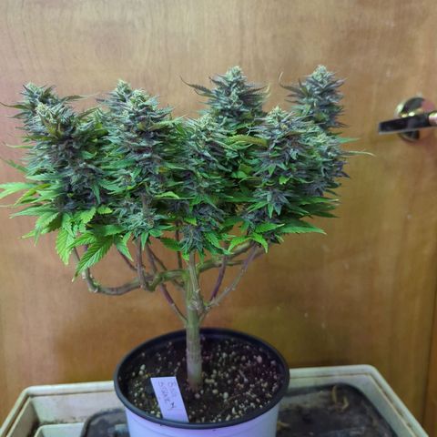 big stank growlog timeline photo