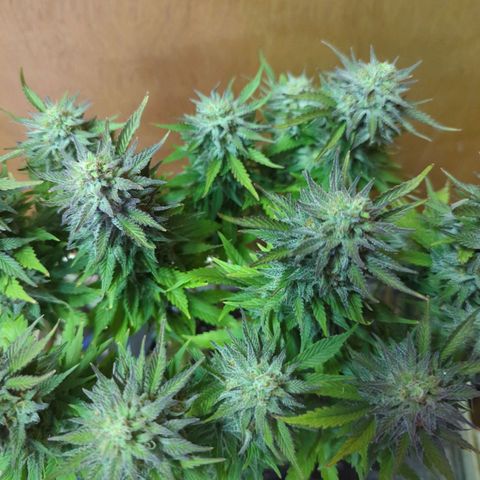 big stank growlog timeline photo