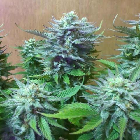 big stank growlog timeline photo