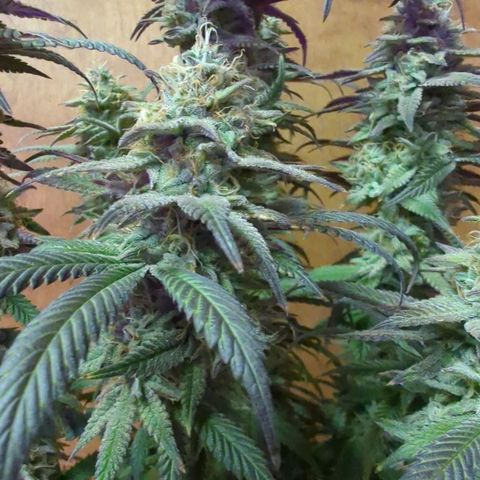 sour diesel  growlog timeline photo