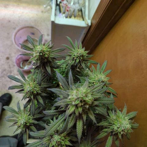 sour diesel  growlog timeline photo
