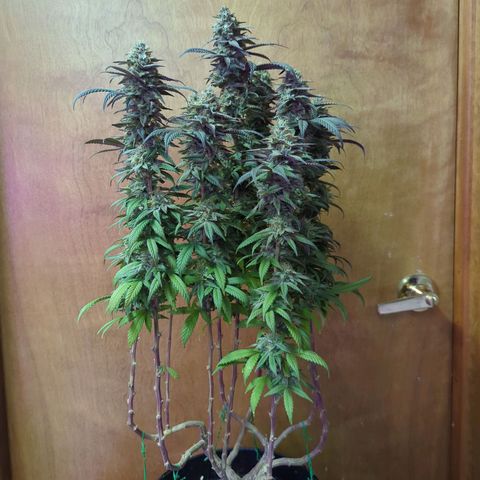 sour diesel  growlog timeline photo