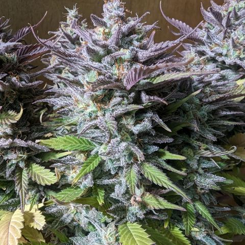 big stank growlog timeline photo