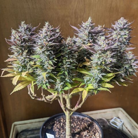 big stank growlog timeline photo