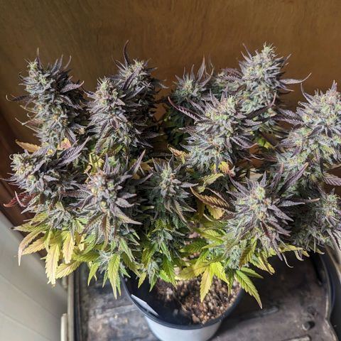 big stank growlog timeline photo