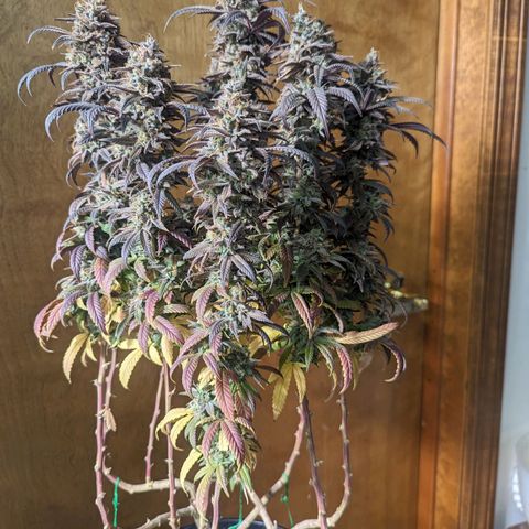 sour diesel  growlog timeline photo