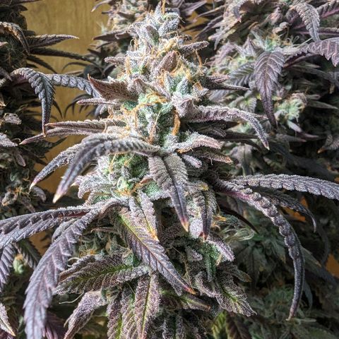 sour diesel  growlog timeline photo